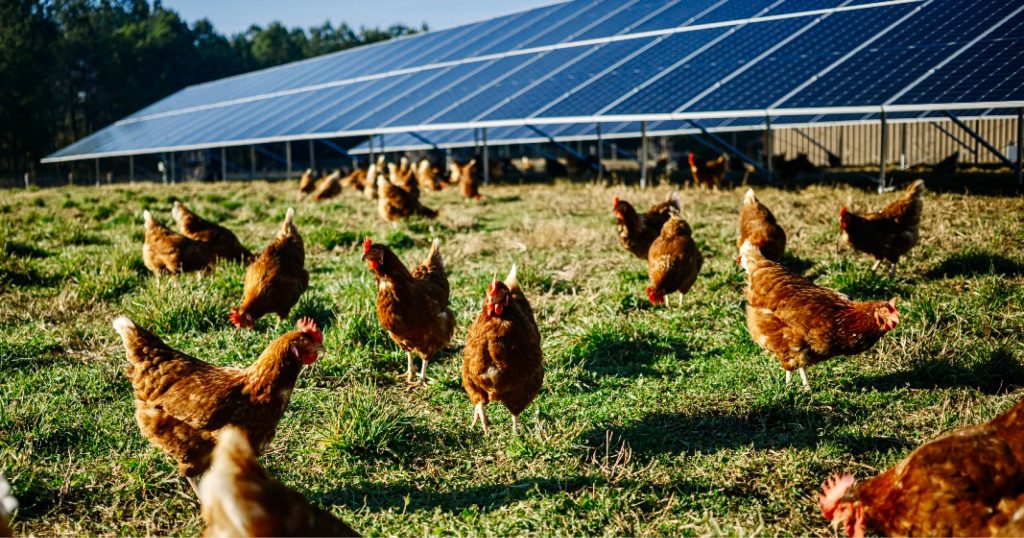 Pasture-raised hens forage beside a ground-mount solar array at a Handsome Brook Farms network farm.