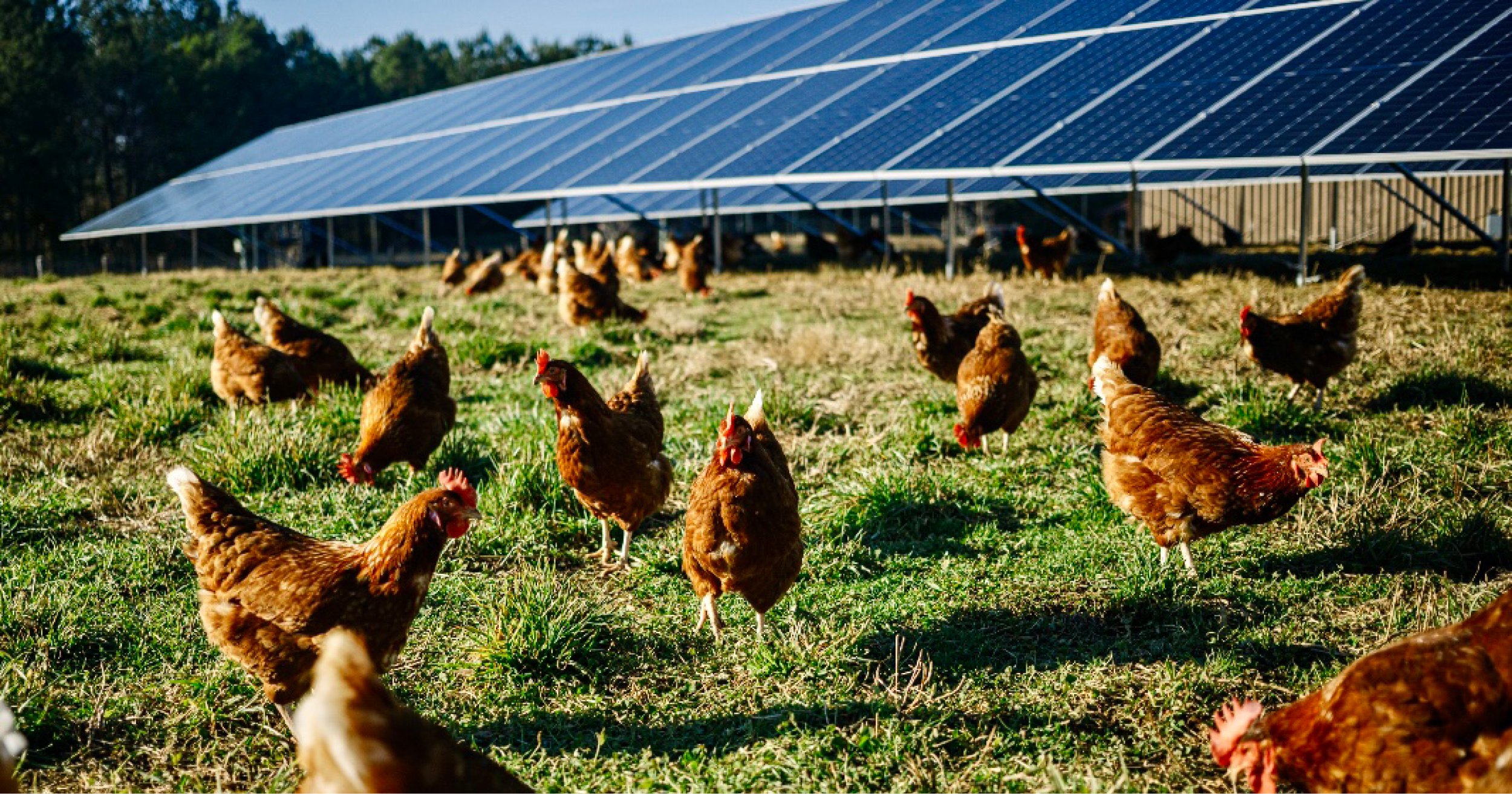 Pasture-raised hens forage beside a ground-mount solar array at a Handsome Brook Farms network farm.