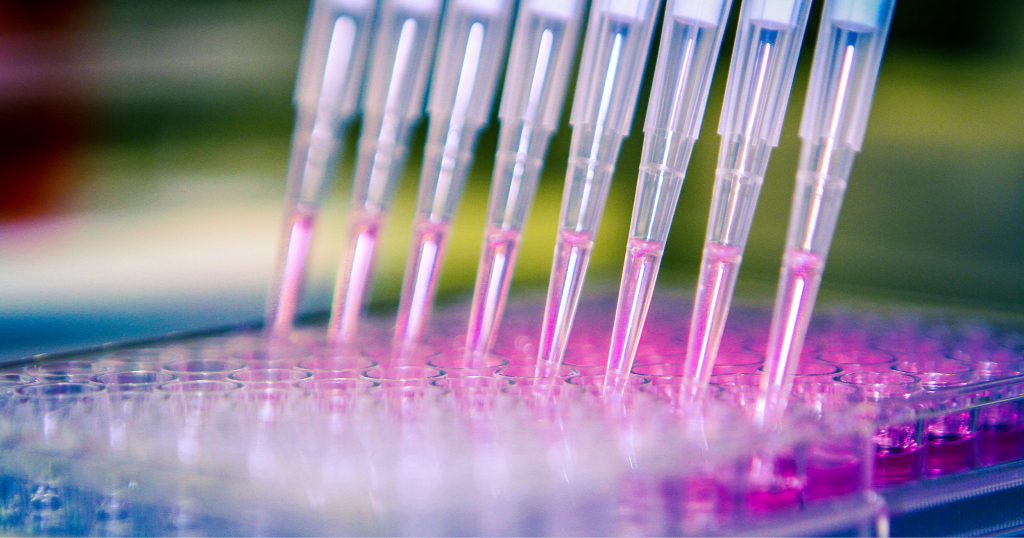 Close-up of multiple pipette tips dispensing bright pink liquid into a transparent microplate, conveying scientific laboratory work.